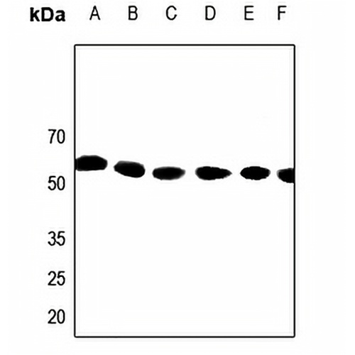 Kv1.1 Rabbit Polyclonal Antibody