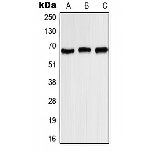 Kv1.3 (Phospho-Y187) Rabbit Polyclonal Antibody
