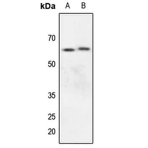 Kv1.3 Rabbit Polyclonal Antibody