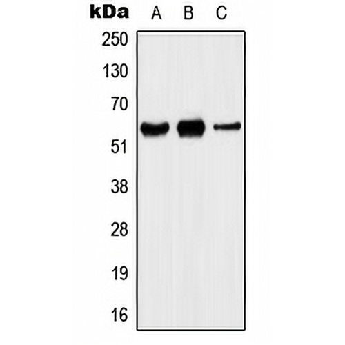 Kv1.5 Rabbit Polyclonal Antibody