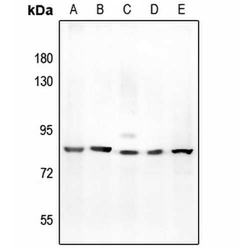 Kv3.2 Rabbit Polyclonal Antibody
