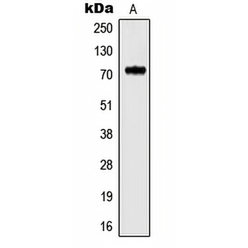 Kv3.4 Rabbit Polyclonal Antibody