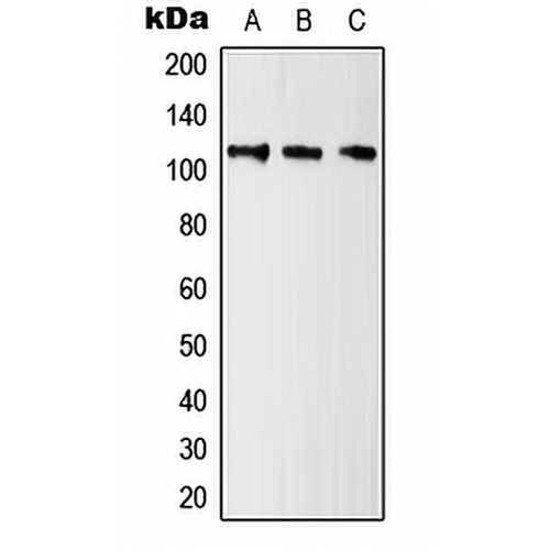 Kv10.1 Rabbit Polyclonal Antibody