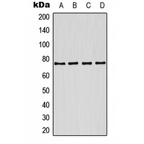 Kv7.1 Rabbit Polyclonal Antibody