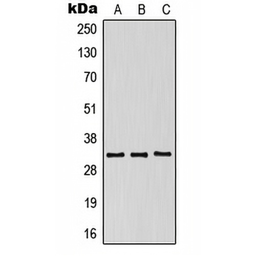 CD158g Rabbit Polyclonal Antibody