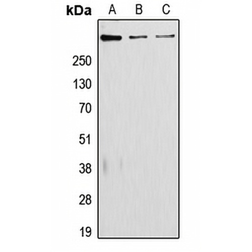 Laminin alpha 5 Rabbit Polyclonal Antibody