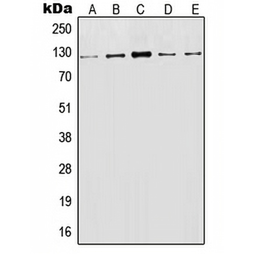 CD107a Rabbit Polyclonal Antibody