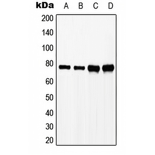 SLP76 (Phospho-Y128) Rabbit Polyclonal Antibody
