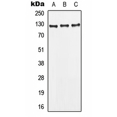 CD295 Rabbit Polyclonal Antibody
