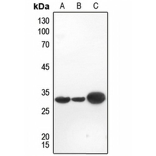 Galectin 3 Rabbit Polyclonal Antibody