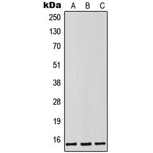 Lutropin beta Rabbit Polyclonal Antibody