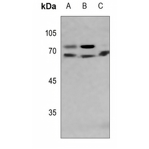 Lamin A/C Rabbit Polyclonal Antibody