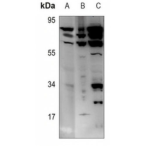 Lamin A/C Rabbit Polyclonal Antibody