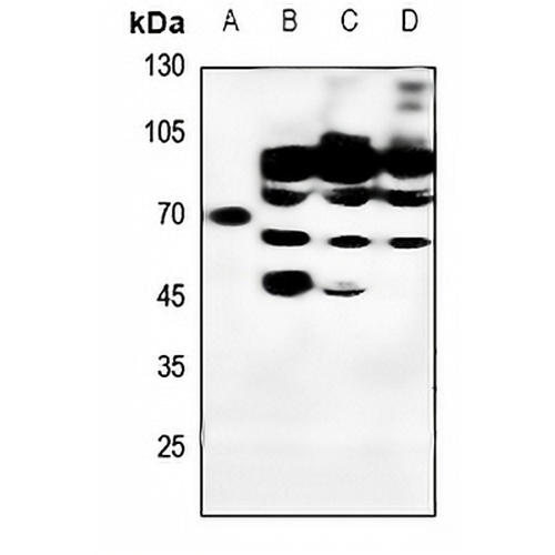 Lamin A/C Rabbit Polyclonal Antibody