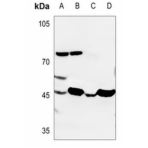 VWA5A Rabbit Polyclonal Antibody