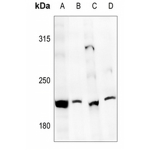 CD205 Rabbit Polyclonal Antibody