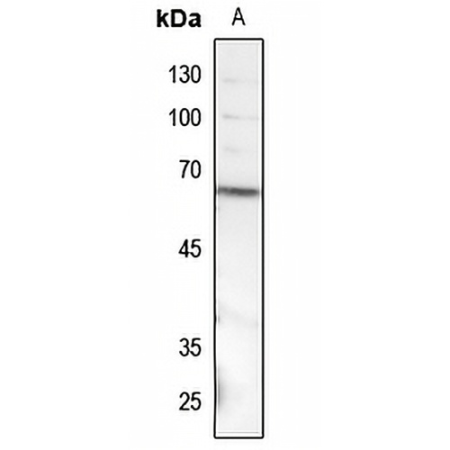 SMAD1 (Phospho-S187) Rabbit Polyclonal Antibody