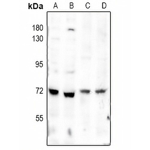 SMAD4 Rabbit Polyclonal Antibody