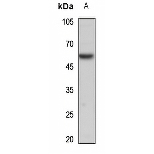 SMAD5 Rabbit Polyclonal Antibody