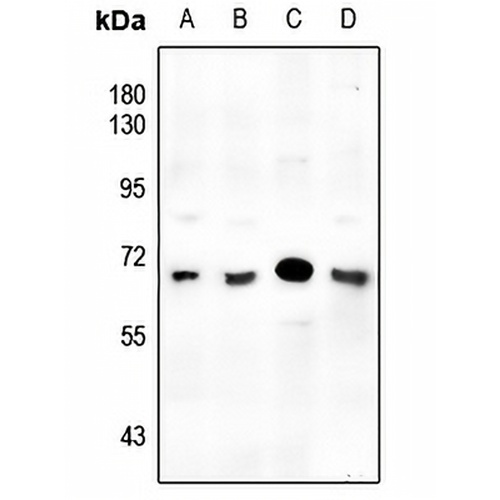 SMAD6 Rabbit Polyclonal Antibody
