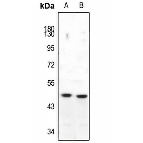 c-Maf Rabbit Polyclonal Antibody