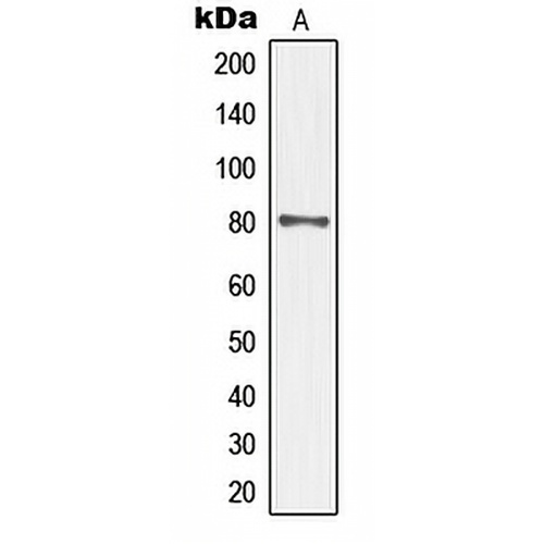 TAU (Phospho-S552) Rabbit Polyclonal Antibody