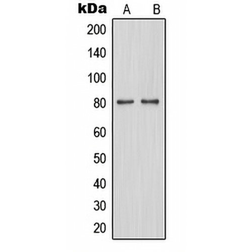 TAU (Phospho-S579) Rabbit Polyclonal Antibody