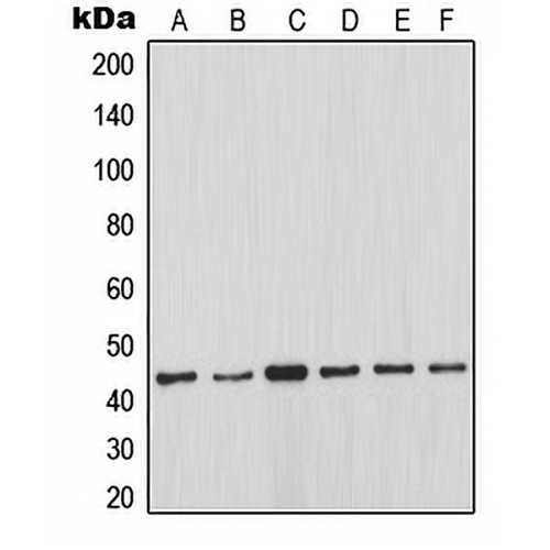 MCL1 Rabbit Polyclonal Antibody