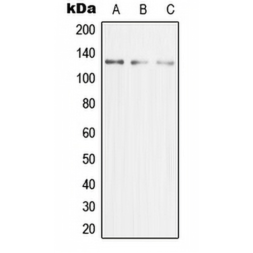 MCM2 Rabbit Polyclonal Antibody