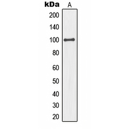 MCM4 Rabbit Polyclonal Antibody