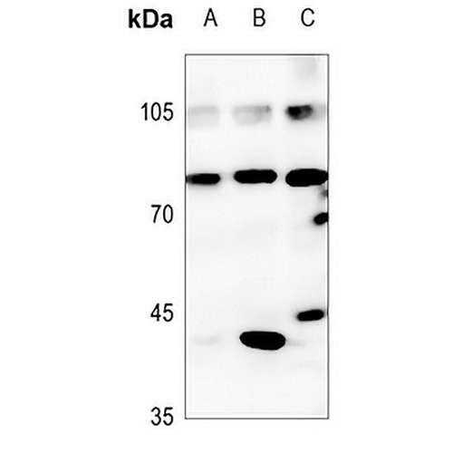 CDC46 Rabbit Polyclonal Antibody
