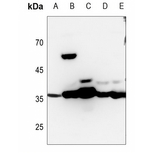 MDH1 Rabbit Polyclonal Antibody