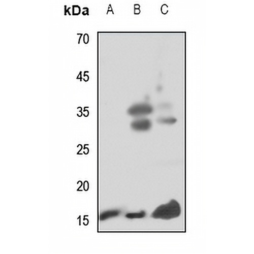 Midkine Rabbit Polyclonal Antibody