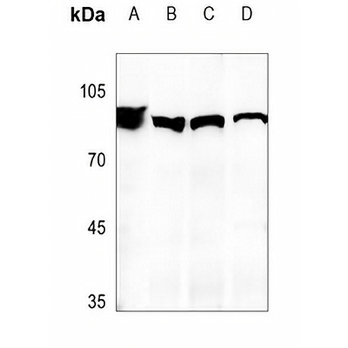 MDM2 Rabbit Polyclonal Antibody