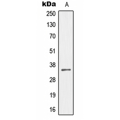 MEOX2 Rabbit Polyclonal Antibody