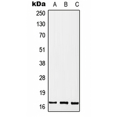 MGST2 Rabbit Polyclonal Antibody