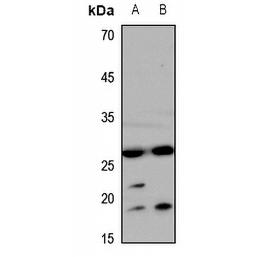 Aquaporin 0 Rabbit Polyclonal Antibody