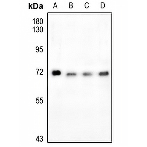 FOXO4 (Phospho-S197) Rabbit Polyclonal Antibody