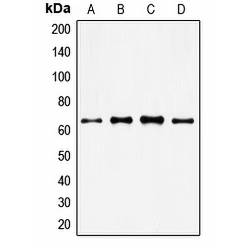 FOXO4 Rabbit Polyclonal Antibody