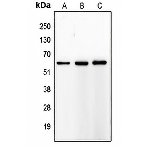 MMP8 Rabbit Polyclonal Antibody