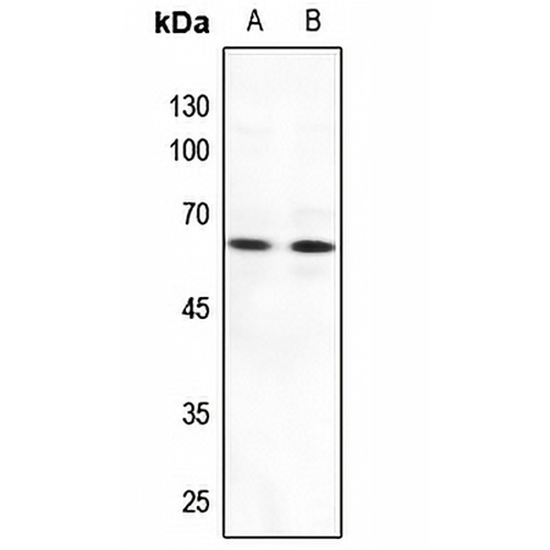 MNT Rabbit Polyclonal Antibody