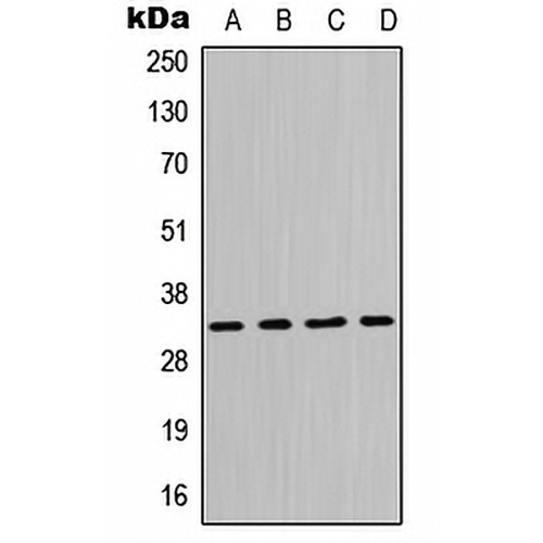 MPG Rabbit Polyclonal Antibody