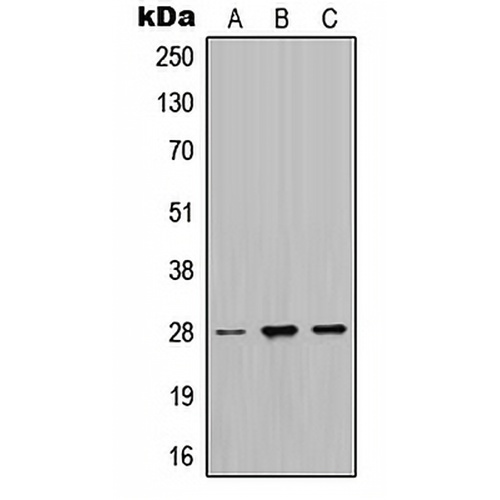 MPZ Rabbit Polyclonal Antibody