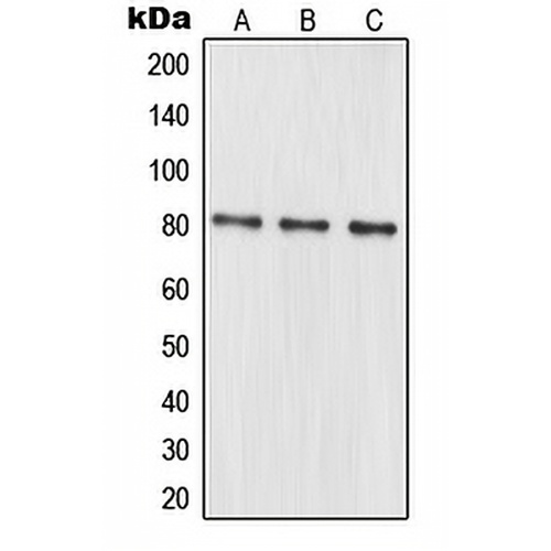 MRE11 Rabbit Polyclonal Antibody