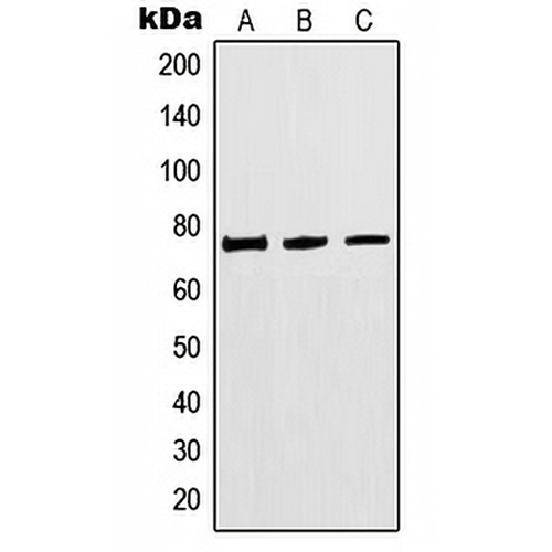 MTHFR Rabbit Polyclonal Antibody