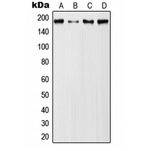 MUC1 (Phospho-Y1229) Rabbit Polyclonal Antibody