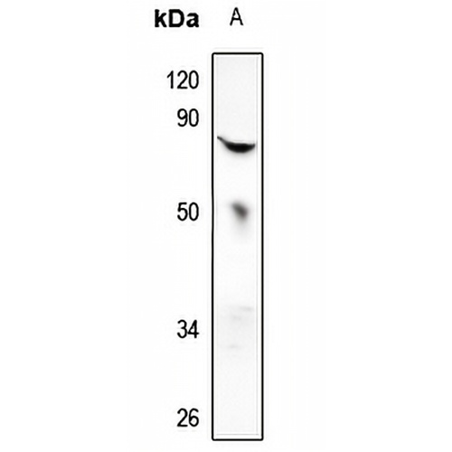 MX2 Rabbit Polyclonal Antibody