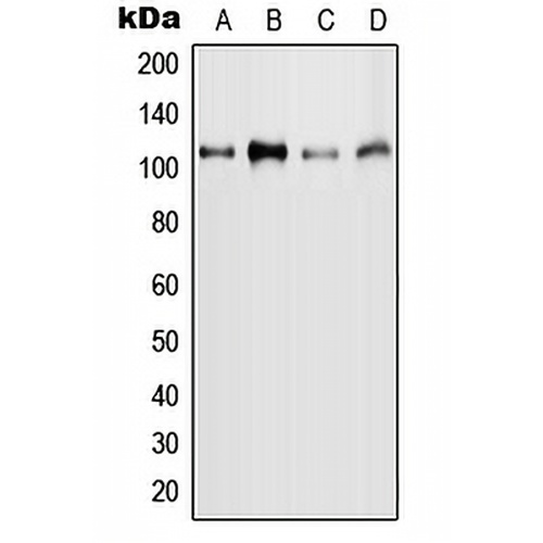 MYBL2 (Phospho-S577) Rabbit Polyclonal Antibody