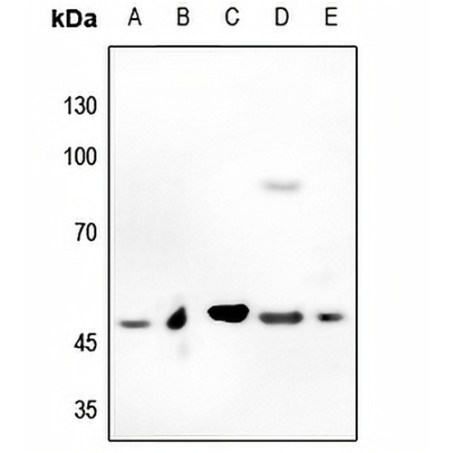 c-Myc Rabbit Polyclonal Antibody