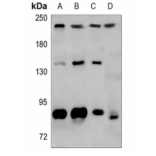 Myosin 8 Rabbit Polyclonal Antibody